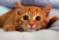 /album/kepgaleria-kepek/cick-jpg/
