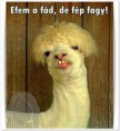 /album/kepgaleria-kepek/xd-jpg/